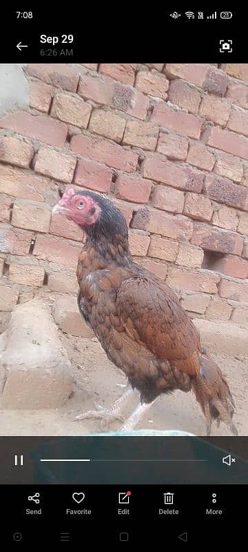 high quality aseel birds. 03030254322 11