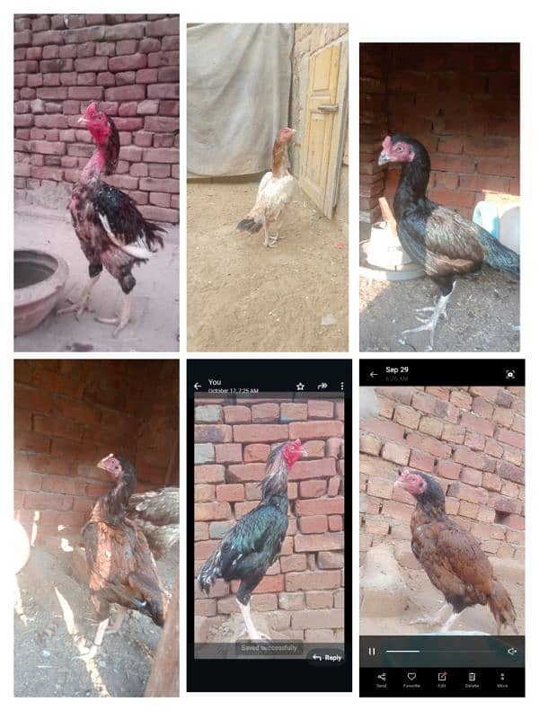 high quality aseel birds. 03030254322 12