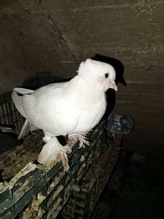 fancy pigeon