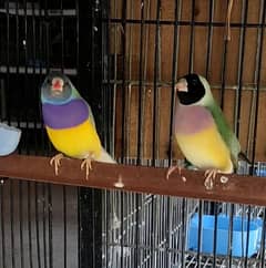 Lady Gouldian