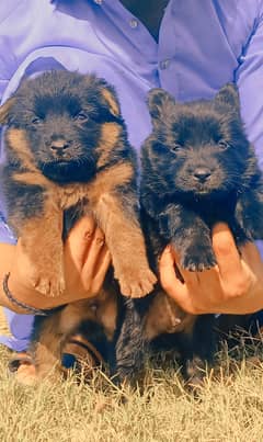 German shepherd puppies / puppy / GSD pup / german shepherd 0