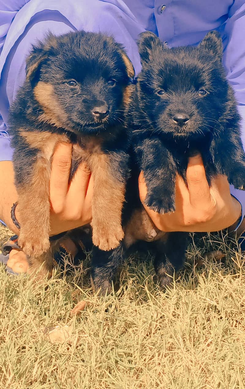 German shepherd puppies / puppy / GSD pup / german shepherd 1