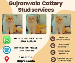 persian male stud service | persian "Bullet" Stud male | Triple coat