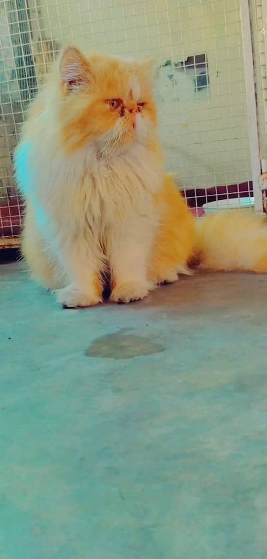 persian male stud service | persian "Bullet" Stud male | Triple coat 1