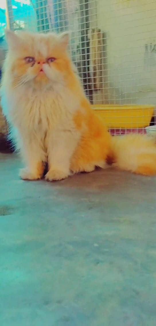 persian male stud service | persian "Bullet" Stud male | Triple coat 2