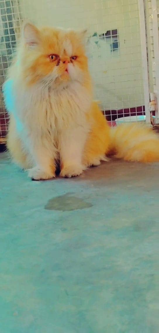 persian male stud service | persian "Bullet" Stud male | Triple coat 4