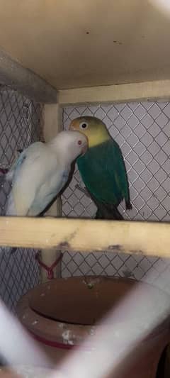 Albino Red Eyes And Parblue Split Pair for Urgent Sale 0