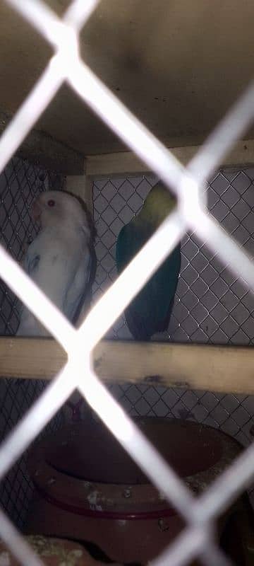 Albino Red Eyes And Parblue Split Pair for Urgent Sale 3