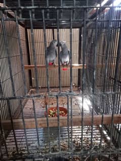 Good quality african grey parrot pair