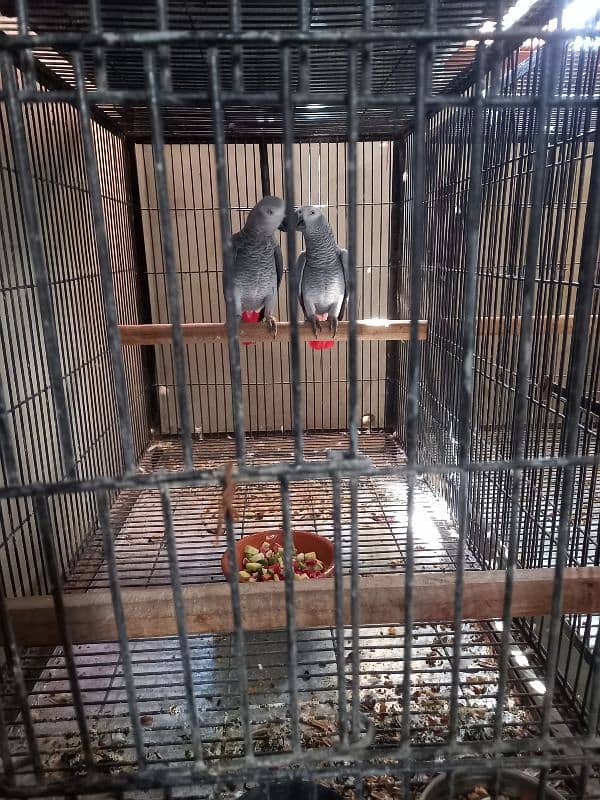 Good quality african grey parrot pair 0