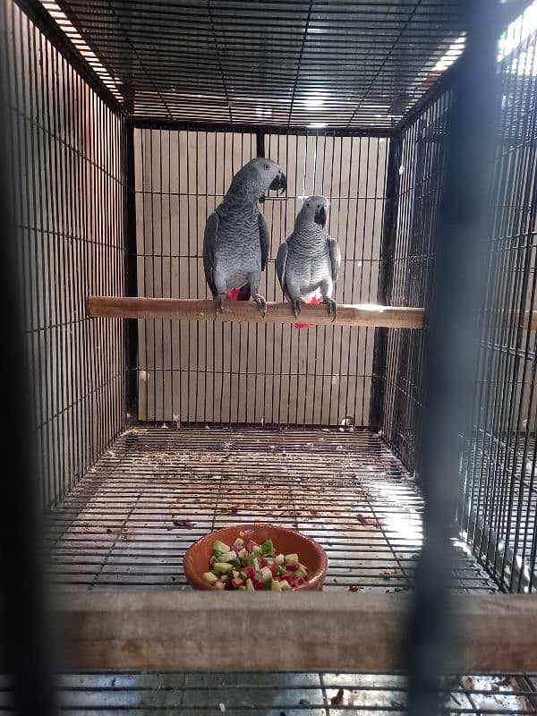 Good quality african grey parrot pair 1