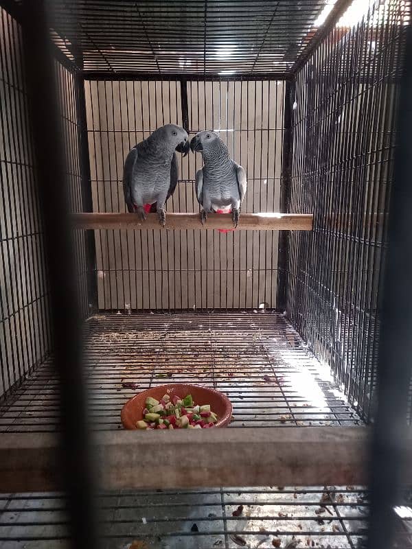 Good quality african grey parrot pair 2