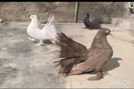 American Faintal breeder female with two chicks