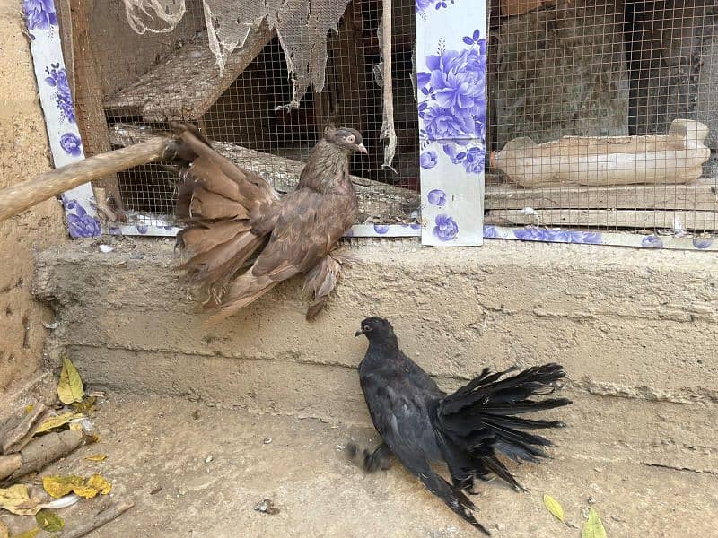 American Faintal breeder female with two chicks 1