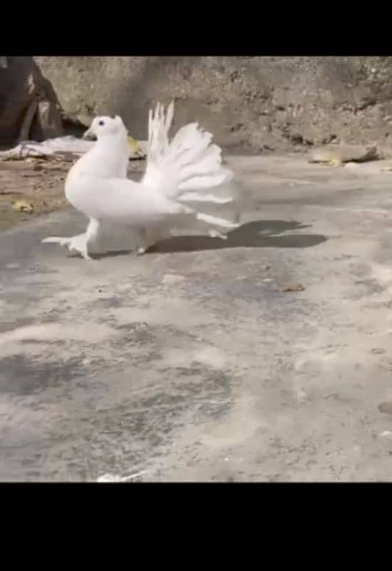 American Faintal breeder female with two chicks 2