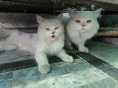 Pair of Persian cat