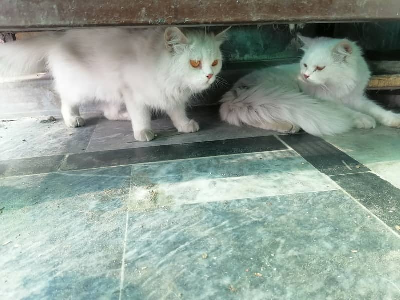 Pair of Persian cat 1