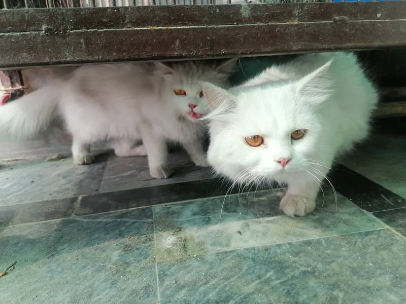 Pair of Persian cat 2