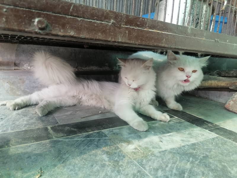 Pair of Persian cat 3