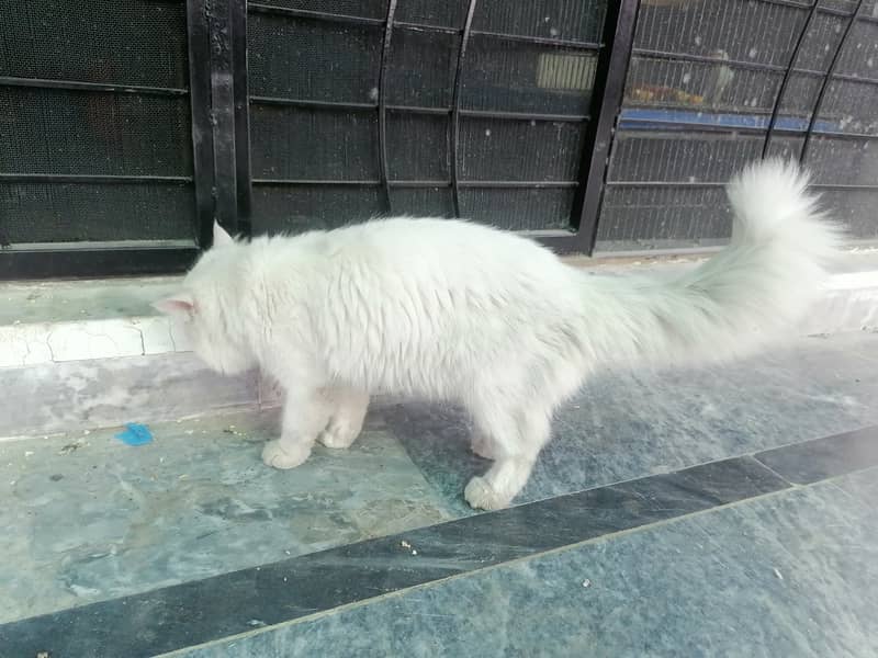 Pair of Persian cat 5