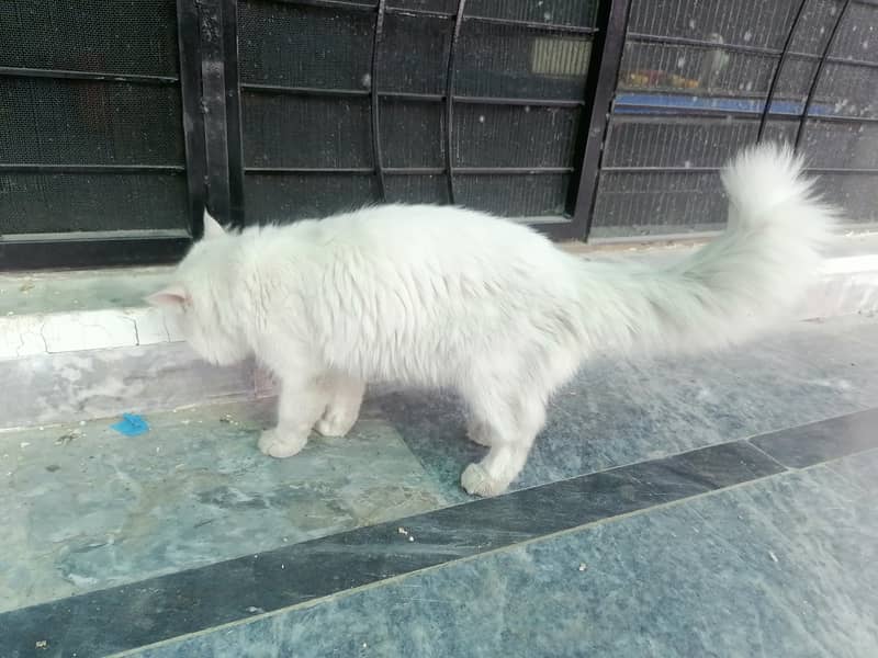 Pair of Persian cat 6