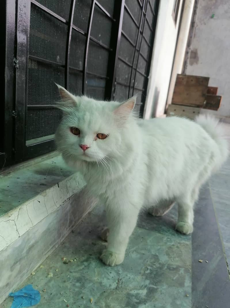 Pair of Persian cat 8