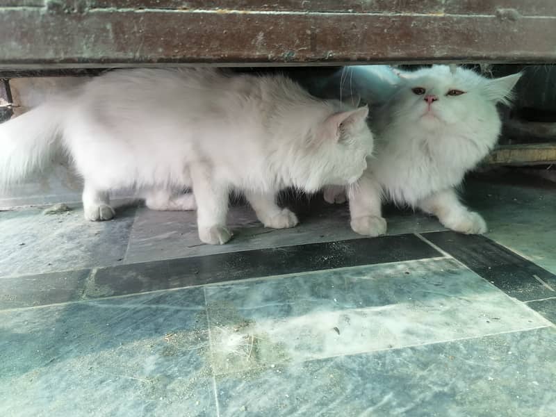 Pair of Persian cat 9