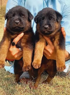 German Shepherd | double coated German Shepherd puppies | GSD pair