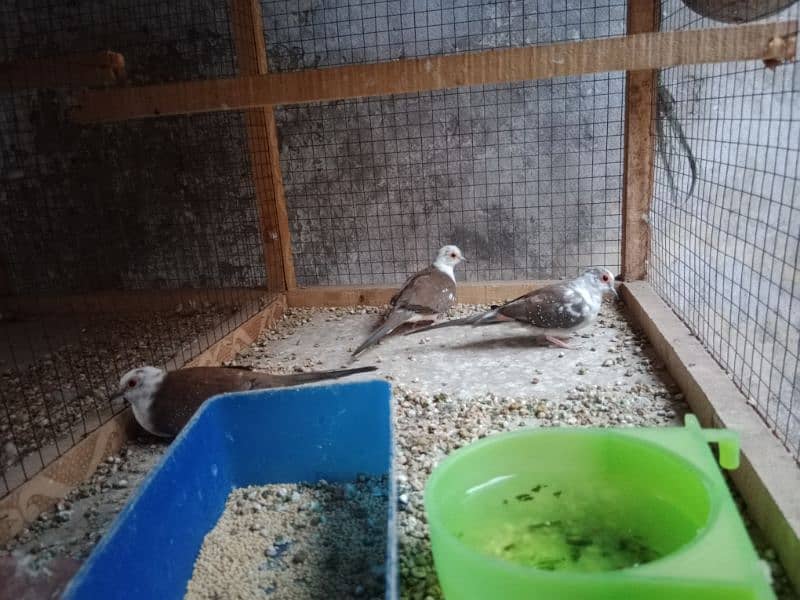 diamond pied dove 0