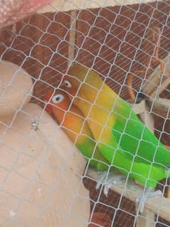 love birds for sale with cage and matki 5 to 6 month pair offer 5500