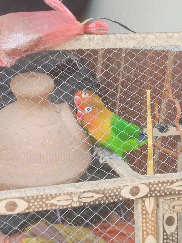 love birds for sale with cage and matki 5 to 6 month pair offer 5500 1