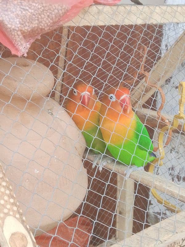 love birds for sale with cage and matki 5 to 6 month pair offer 5500 2