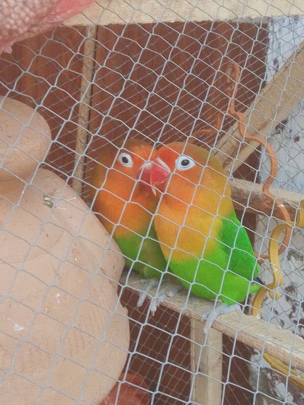 love birds for sale with cage and matki 5 to 6 month pair offer 5500 3