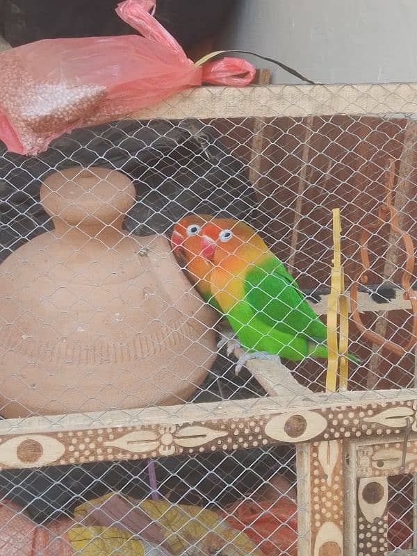 love birds for sale with cage and matki 5 to 6 month pair offer 5500 4