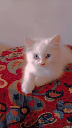 Persian cat's 0