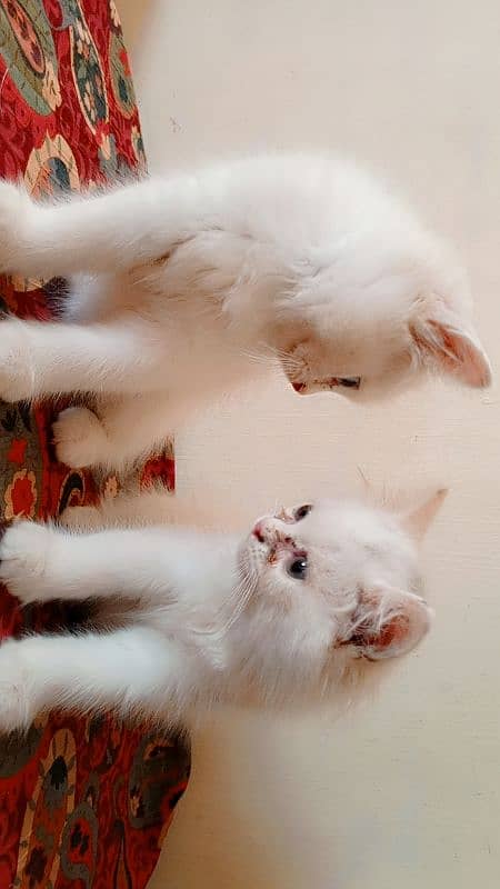 Persian cat's 3