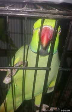 Two ringneck talking and breeder males for sale