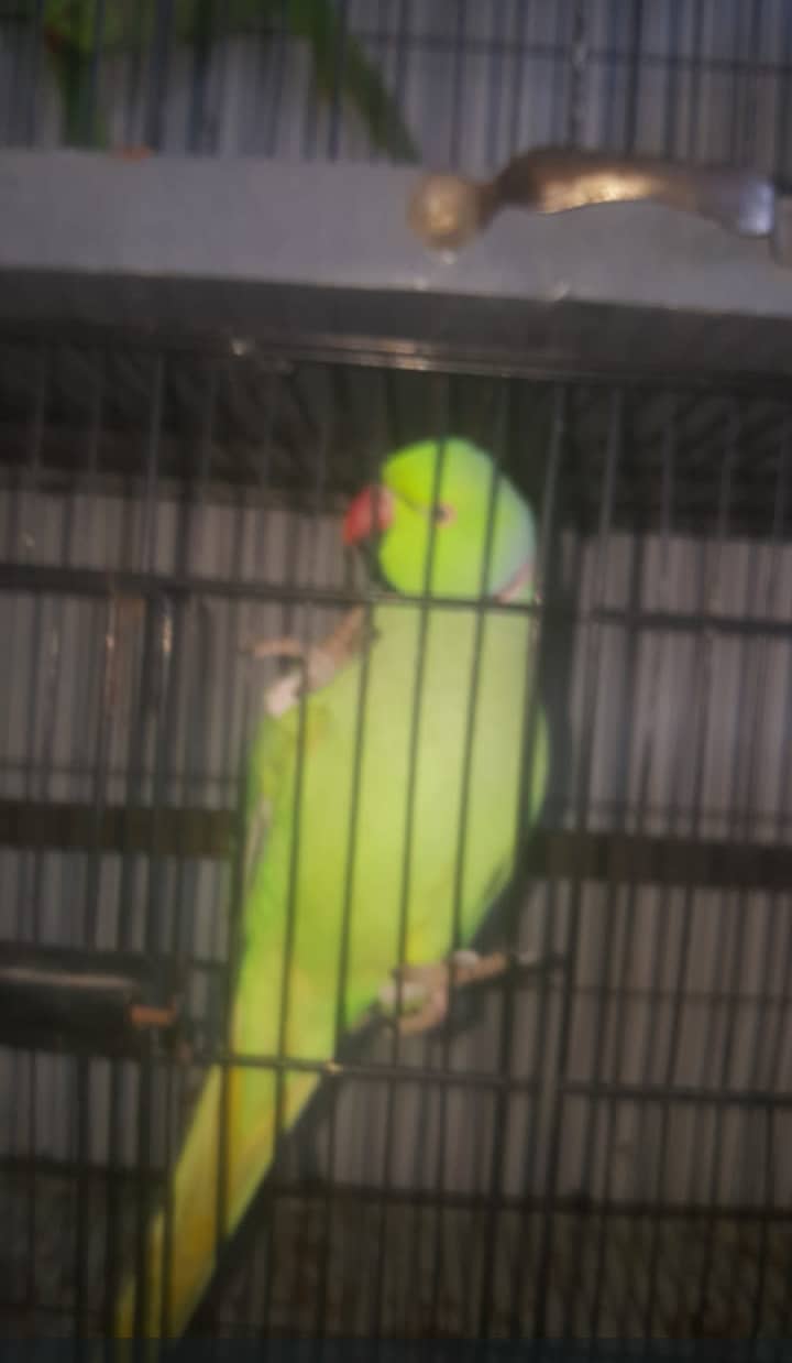 Two ringneck talking and breeder males for sale 1