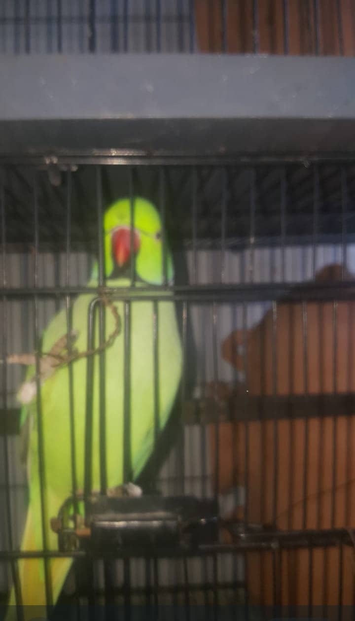 Two ringneck talking and breeder males for sale 2