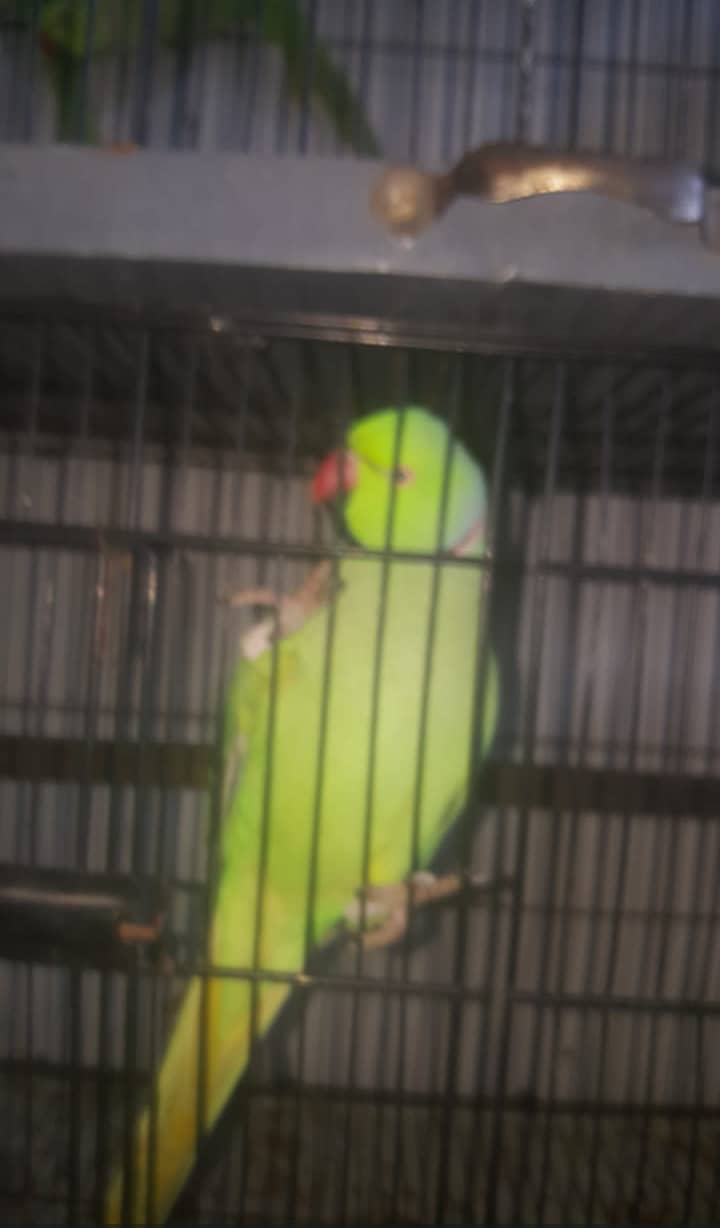 Two ringneck talking and breeder males for sale 3