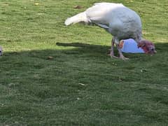 Turkey Pair