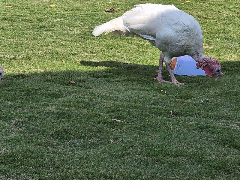 Turkey Pair 0