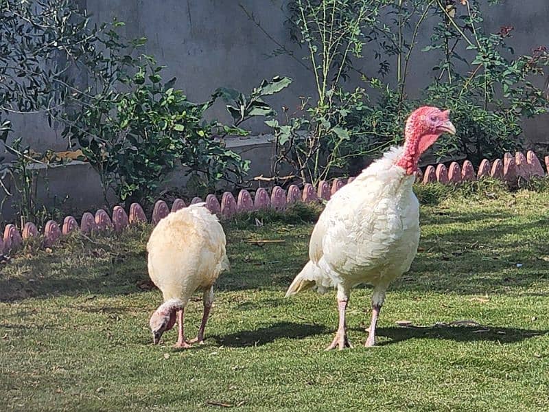 Turkey Pair 2