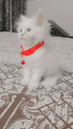 self feed letal tran friendly kitten full Bhalo bacha ha 0