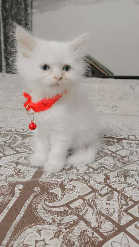 self feed letal tran friendly kitten full Bhalo bacha ha 4