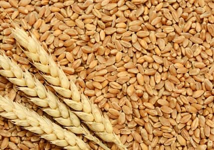 Wheat
