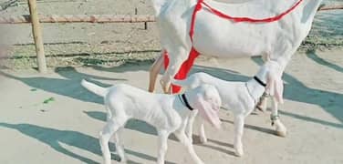 gulabi Bakri for sale/03492022936