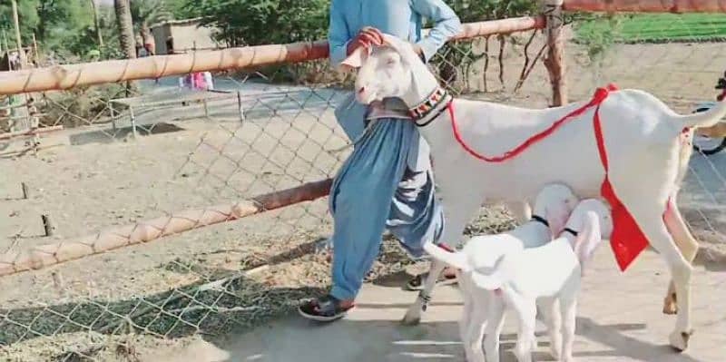 gulabi Bakri for sale/03492022936 1