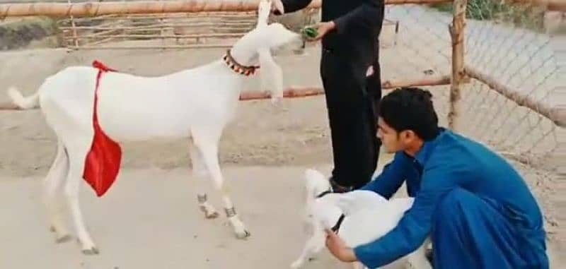 gulabi Bakri for sale/03492022936 2