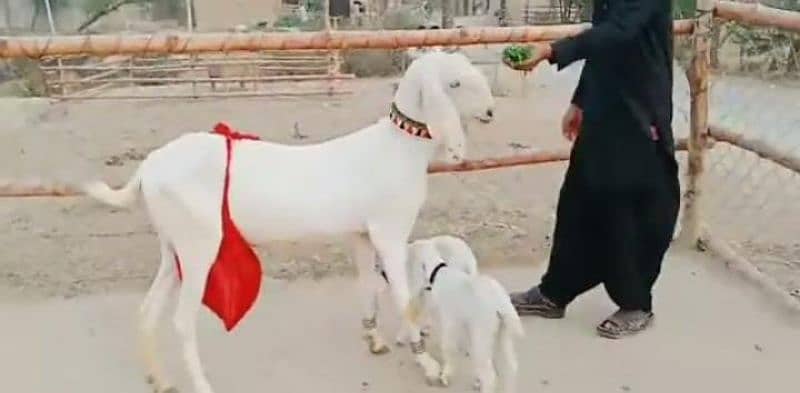 gulabi Bakri for sale/03492022936 3